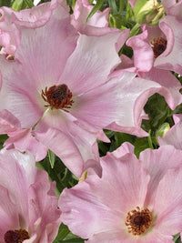 Ranunculus Butterfly Isis®
