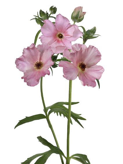 Ranunculus Butterfly Isis®