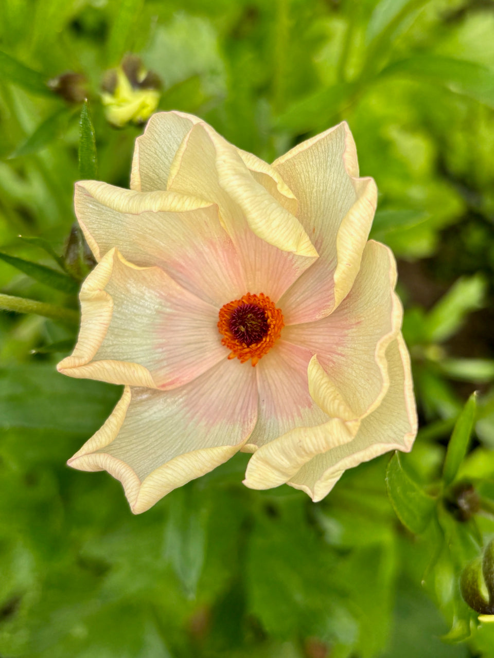 Ranunculus Butterfly Melissa®