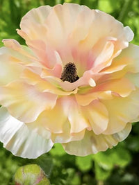 Ranunculus Butterfly Vestalis®