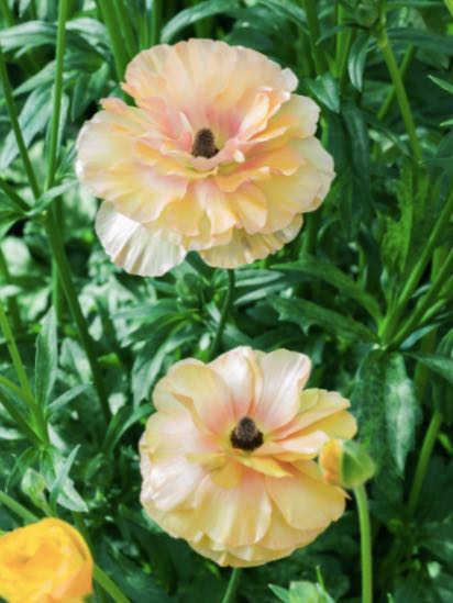 Ranunculus Butterfly Vestalis®