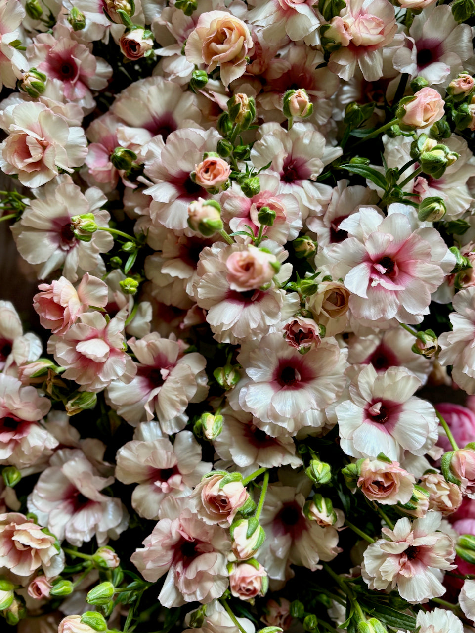 Ranunculus Butterfly Ariadne®