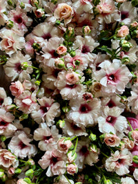 Ranunculus Butterfly Ariadne®
