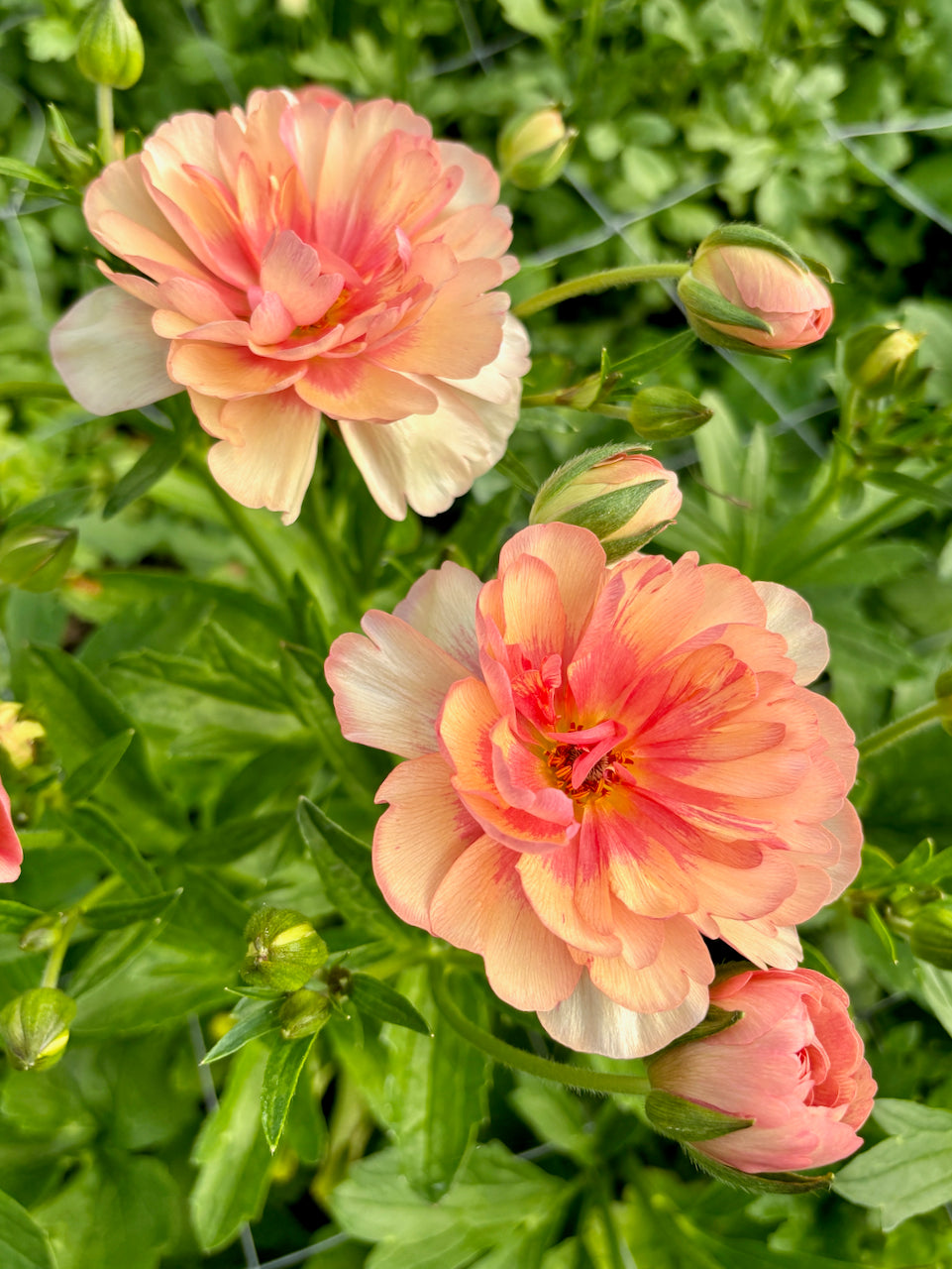 Ranunculus Butterfly Eris® – Forever Green Seed & Bulb Co