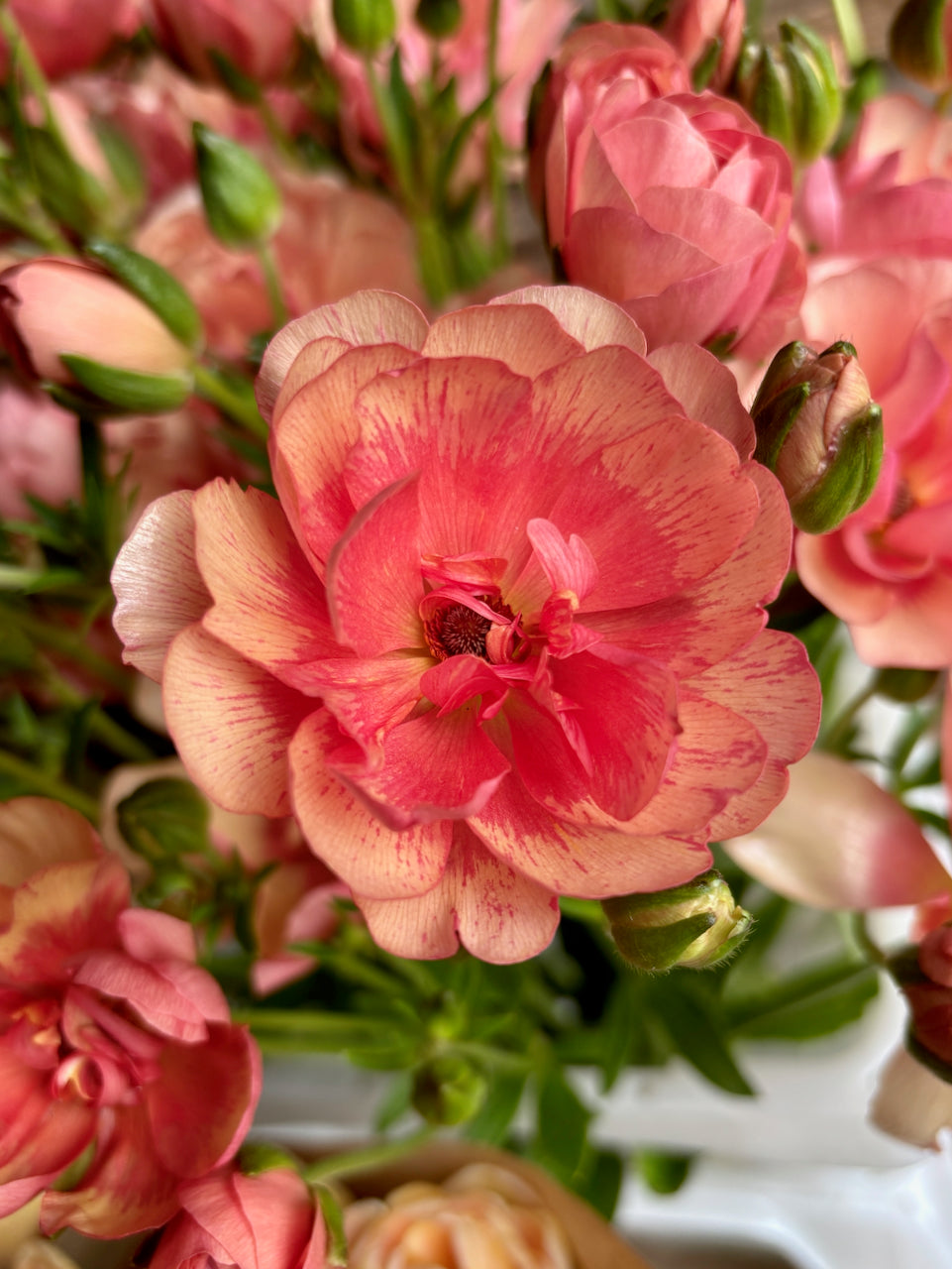 Ranunculus Butterfly Eris® – Forever Green Seed & Bulb Co