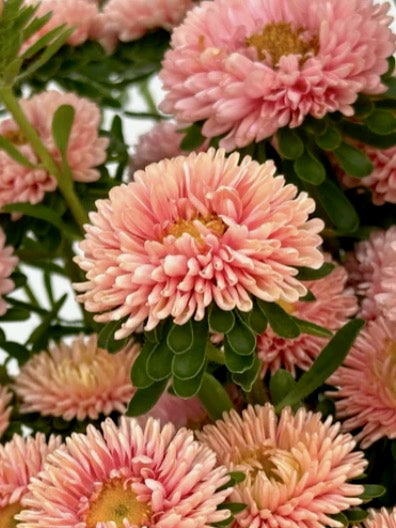 Callistephus chinensis Matsumoto Apricot