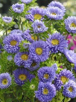 Callistephus chinensis Matsumoto Light Blue