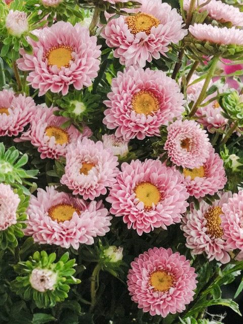 Callistephus chinensis Matsumoto Pink