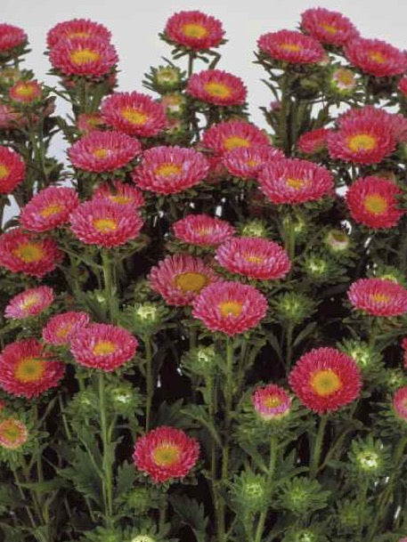 Callistephus chinensis Matsumoto Salmon