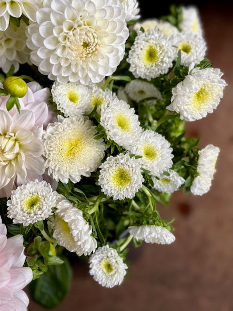 Callistephus chinensis Matsumoto White