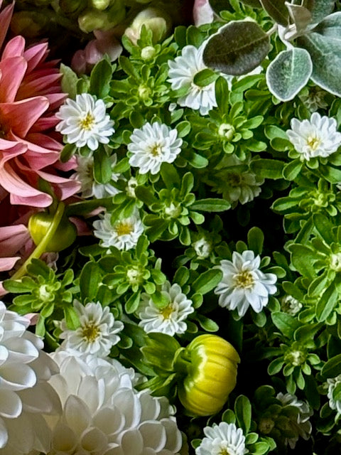 Callistephus chinensis Nina Plus White