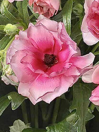 Ranunculus Butterfly Hera®