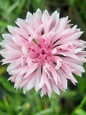 Centaurea cyanus Ball Pink