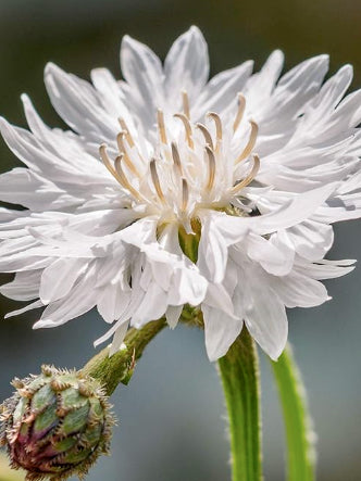Centaurea cyanus Ball White