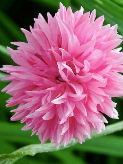 Centaurea cyanus Pinkie