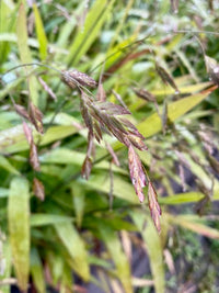 Chasmanthium latifolium Green Dangles