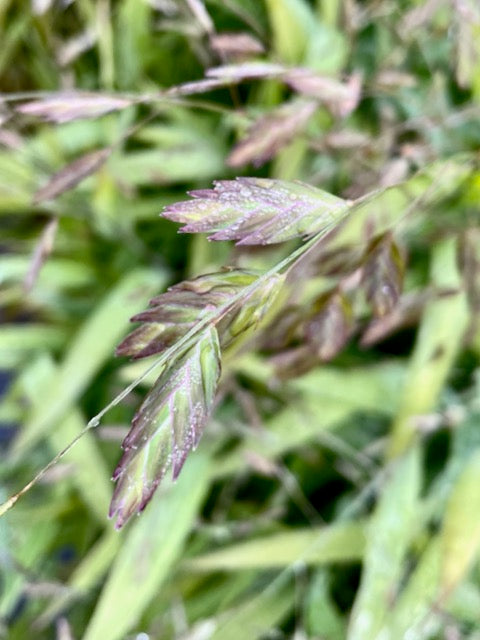 Chasmanthium latifolium Green Dangles