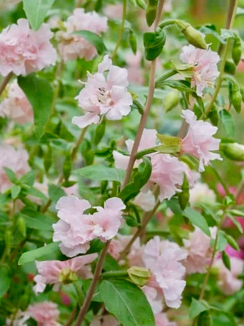 Clarkia unguiculata Appleblossom