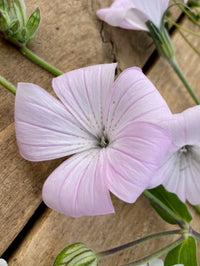 Agrostemma githago Light Rose
