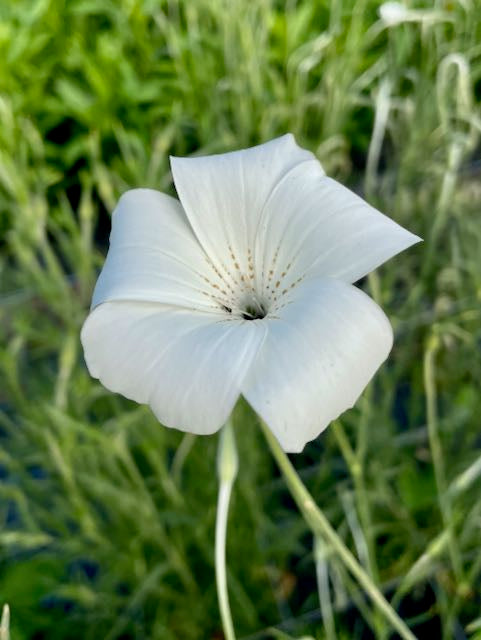 Agrostemma githago Ocean Pearl