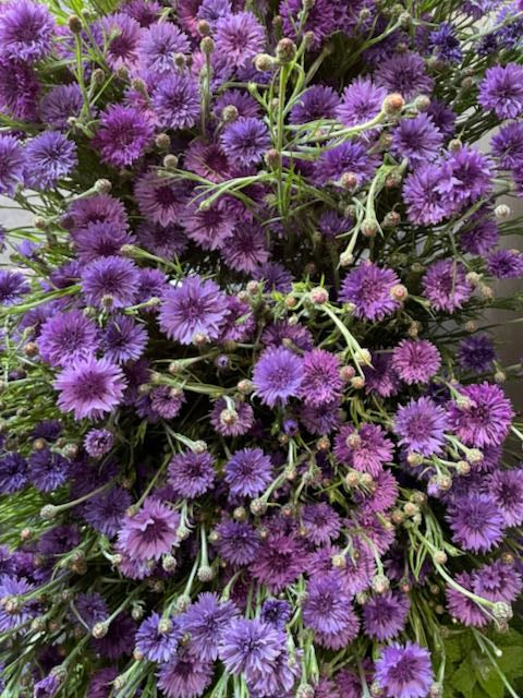 Centaurea cyanus Ball Mauve