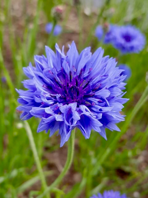 Centaurea cyanus Blue Boy