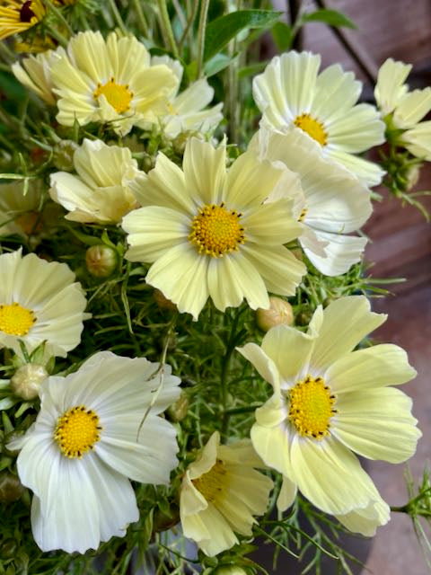 Cosmos bipinnatus Kiiro