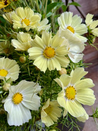Cosmos bipinnatus Kiiro