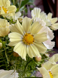 Cosmos bipinnatus Kiiro