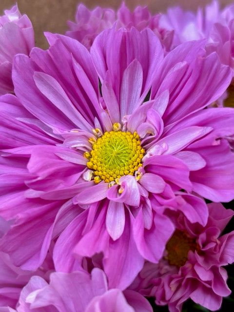Cosmos bipinnatus Double Dutch Rose