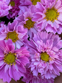 Cosmos bipinnatus Double Dutch Rose