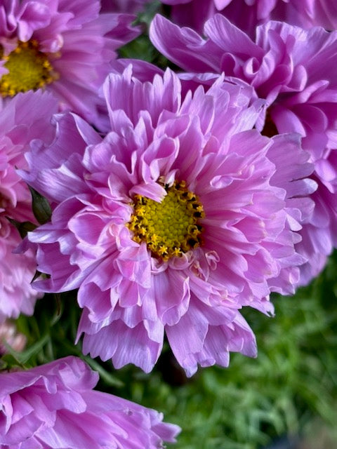 Cosmos bipinnatus Double Dutch Rose