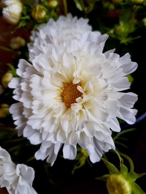 Cosmos bipinnatus Double Dutch White