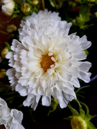 Cosmos bipinnatus Double Dutch White