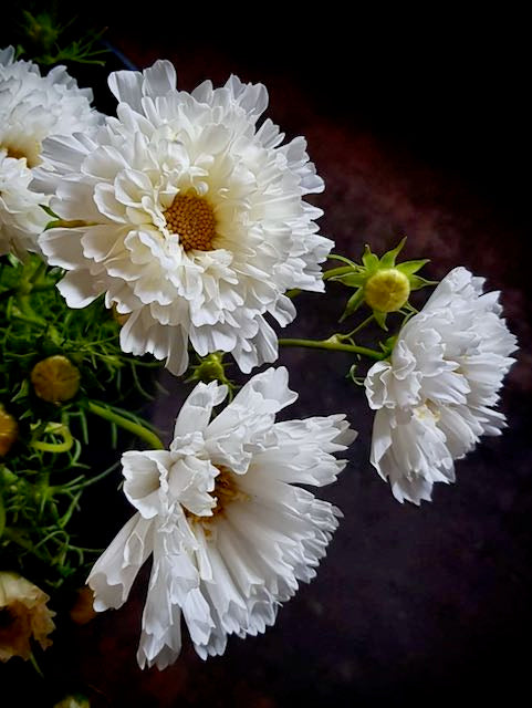 Cosmos bipinnatus Double Dutch White