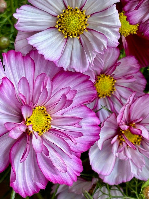 Cosmos bipinnatus Fizzy Rose Picotee