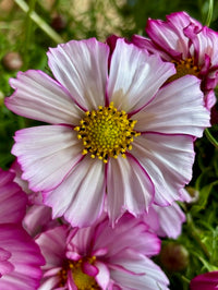 Cosmos bipinnatus Fizzy Rose Picotee