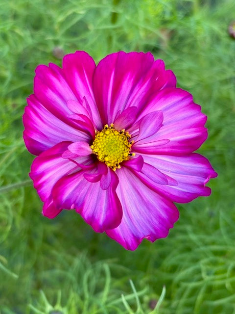 Cosmos bipinnatus Fizzy Rose Picotee