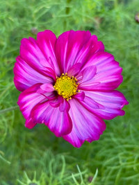 Cosmos bipinnatus Fizzy Rose Picotee