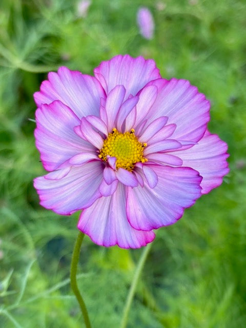 Cosmos bipinnatus Fizzy Rose Picotee