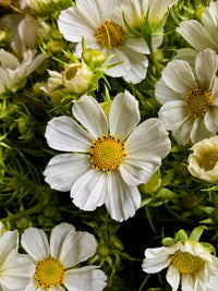Cosmos bipinnatus Versailles White