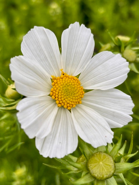 Cosmos bipinnatus Versailles White