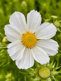 Cosmos bipinnatus Versailles White