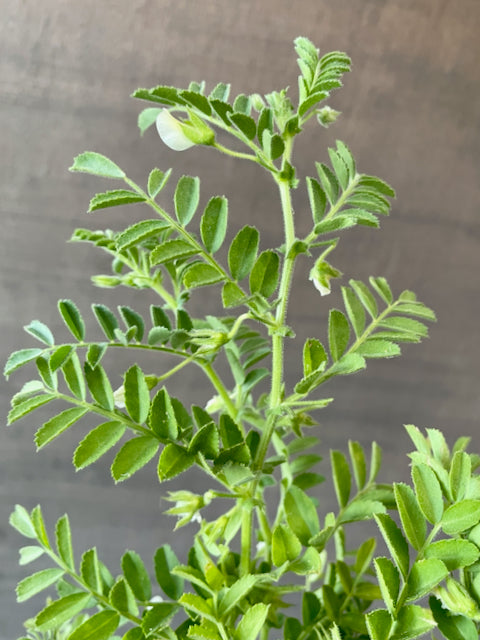 chickpea succulent Chickpea; Cicer arietinum