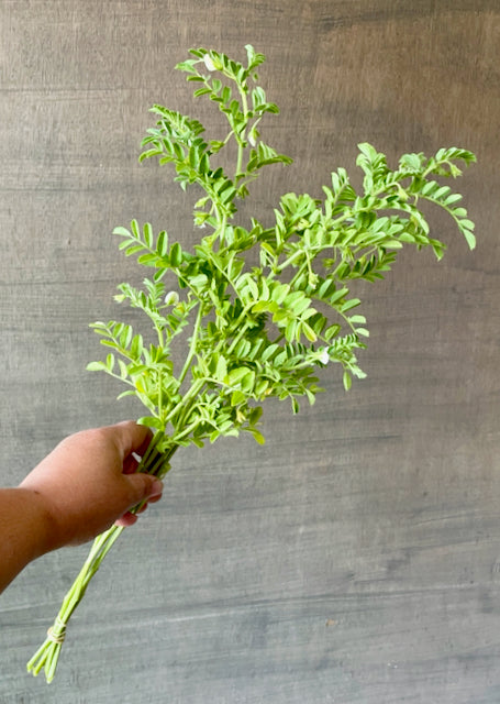 Chickpea; Cicer arietinum