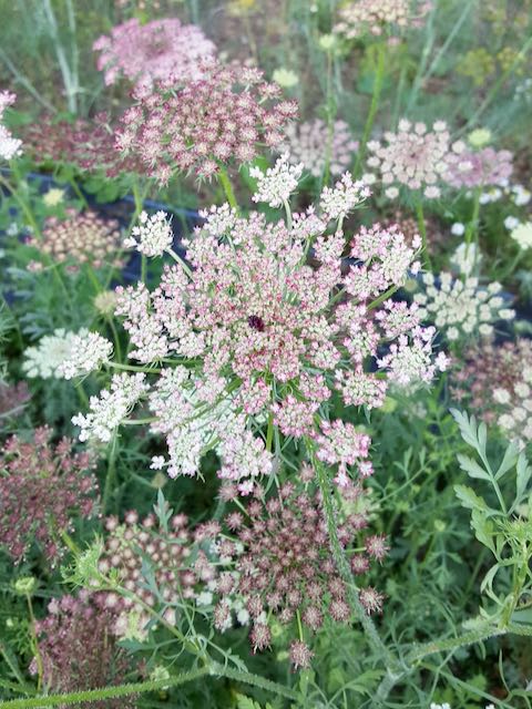 Daucus carota Purple Kisses