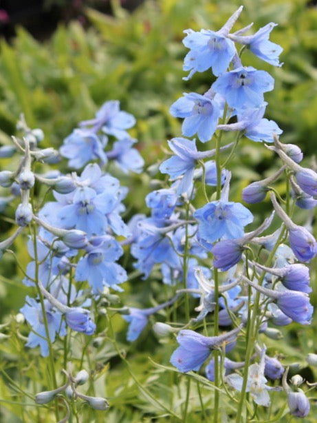 Delphinium x cultorum Belladonna Clivedon Beauty