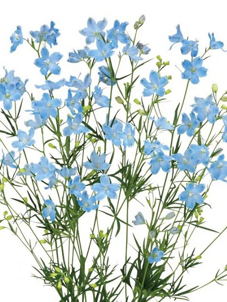 Delphinium grandiflorum F1 Morpho Chiffon Blue