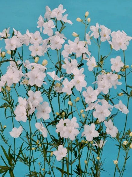 Delphinium grandiflorum F1 Morpho Silky White