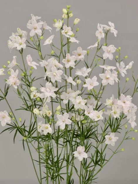 Delphinium grandiflorum F1 Morpho Sugar Pink